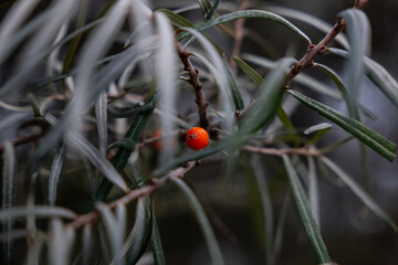 sea ​​buckthorn berry