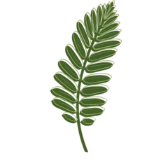 Stickers pour porte Monstera Green leaves with green line border overflow. 