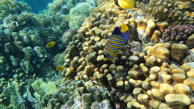 a shy bluebanded angelfish (Pygoplites diacanthus) swims in the clear waters of the red sea in front of a healthy and lively coral reef.