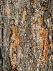 brown, wet bark of a large tree