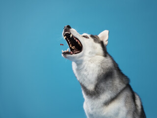 happy husky on a blue background catches tasty treats. Beautiful dog in the studio