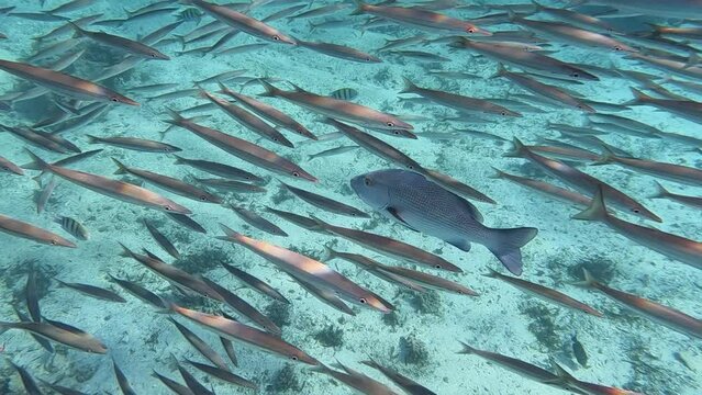 a Bohar Snapper, Lutjanus bohar swims through a school of fish while hunting, captures and eats a fish from the school; slow motion shot