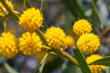 Mimosas en macrophotographie
