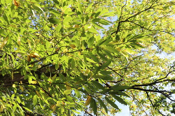 British Woodland Photos