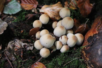 Mushrooms in the forest