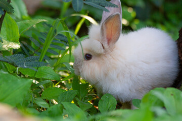 A white rabbit on the grass with a green background