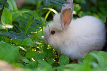 A white rabbit on the grass with a green background