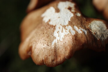 Mushrooms in the forest