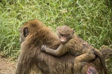 baboon mother and baby sitting on her back