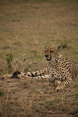 Cheetah waiting for prey in the grass