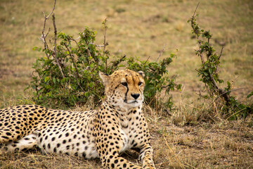 Cheetah resting after hunting all night