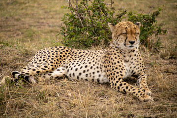 Cheetah slumbering at masai mara