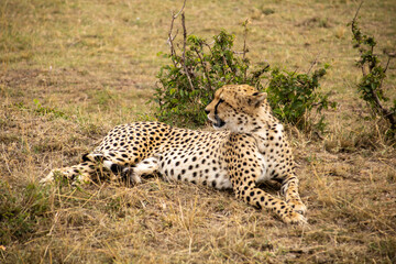 Cheetah resting at masai mara has spotted it's prey