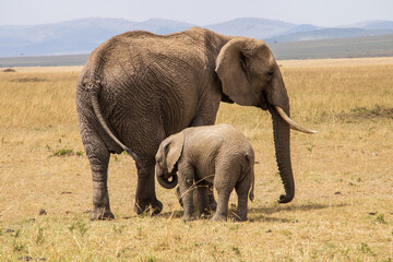 Elephant mom and baby on the african savannah