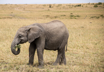 Naklejka na ściany i meble Young elephant eating grass on the african savannah
