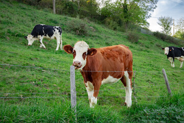 Fototapeta na wymiar Cows. Cows grazing on a green summer meadow.