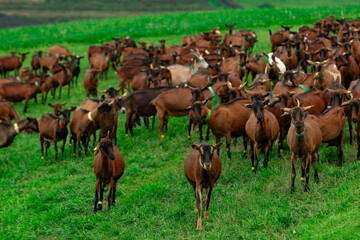 Obraz premium Herd of brown goats on a mountain meadow.