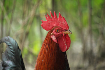 Portrait of a red rooste. The breed of rooster is bangladeshi