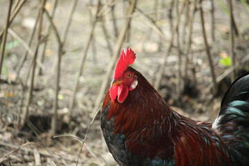 Portrait of a red rooste. The breed of rooster is bangladeshi