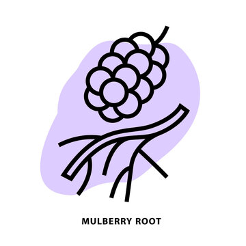 Mulberry root linear icon design for application or web design template. Vector line icon with blot shape background.