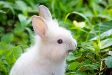 A white rabbit on the grass with a green background