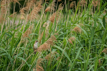 Naklejka na ściany i meble Great reed warbler (Acrocephalus arundinaceus) A small migratory bird with brown plumage and a light belly. The bird sits among the reeds in its natural environment.