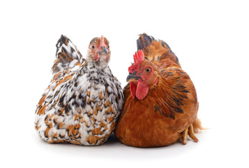Two brown chickens.