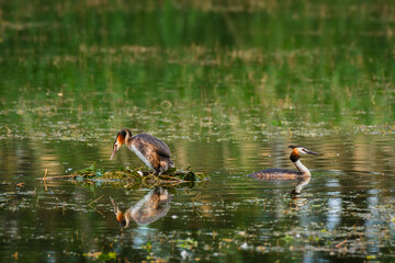 Great crested grebe (Podiceps cristatus) - a large water bird, a pair of birds look after the eggs laid during the breeding season. Male and female at the nest on the lake.