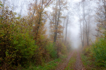 Fototapeta na wymiar Foggy forest in autumn