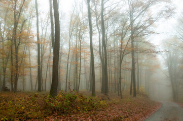 Misty morning in the forest