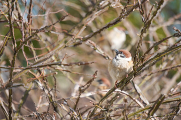 red backed shrike