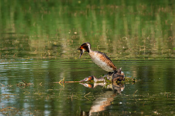 Great crested grebe (Podiceps cristatus) - a large water bird, the male mates with the female in the nest during the mating season. A pair of birds in a nest on the lake water.
