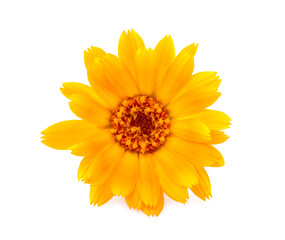 Calendula. Flower  isolated on white background.