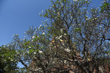 Ayuthaya, alte Königstadt in Siam, Thailan