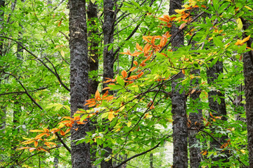 Naklejka premium Diagonal organge colored branch leaves of chestnut tree green colored with trunks on background