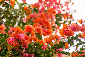 Close-up of orange Bougainvillea flowers blooming in summer in south of France