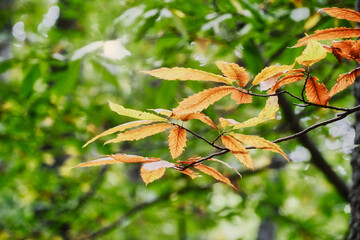 Close up orange chestnut tree leafs over green chestnut tree leafs background