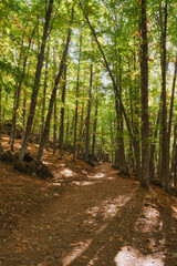 entorno mistico bosque de castaños ground path montañas 