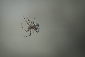 Cross spider crawling on a spider thread. Halloween fright. Blurred background.