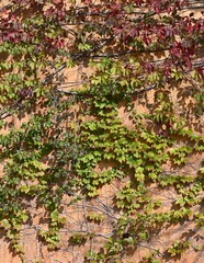 Fondo natural con detalle de enredaderas con hojas de tonos de otoño, sobre pared en tonos mediterraneos