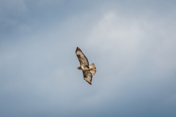Common buzzard (Buteo buteo) large bird of prey with brown plumage, adult bird in flight against the sky.