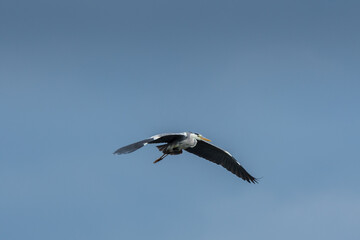 Fototapeta na wymiar Gray heron (Ardea cinerea) large water bird, male in mating robe during daytime flight.