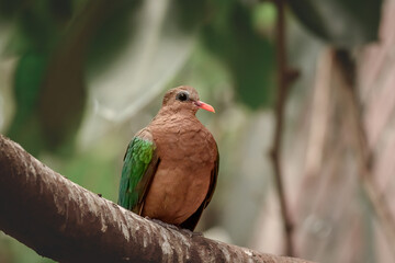 Common emerald dove (Chalcophaps indica) medium-sized pigeon bird. A bird with colorful plumage, green feathers on a wing, sits on a tree branch.