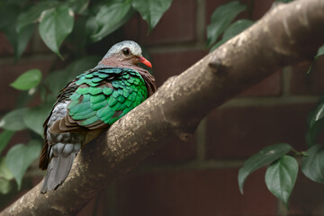 Common emerald dove (Chalcophaps indica) medium-sized pigeon bird. A bird with colorful plumage, green feathers on a wing, sits on a tree branch.