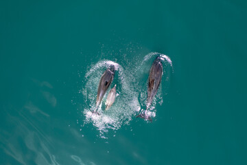 A Pod of Wild Dolphins Swimming in the Ocean