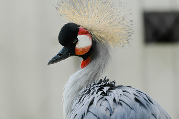 Fototapeta premium Gray crowned crane (Balearica regulorum) is a species of large bird in the family of cranes, inhabiting mainly dry savannas in Africa.