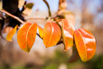 Tree branch with yellow leaves
