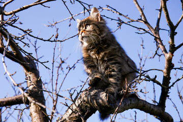 Brown fluffy tabby kitten on tree branch