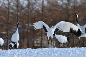 Bird watching, red-crowned crane, in
 winter
