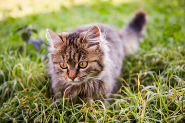Brown fluffy tabby kitten walks in the grass